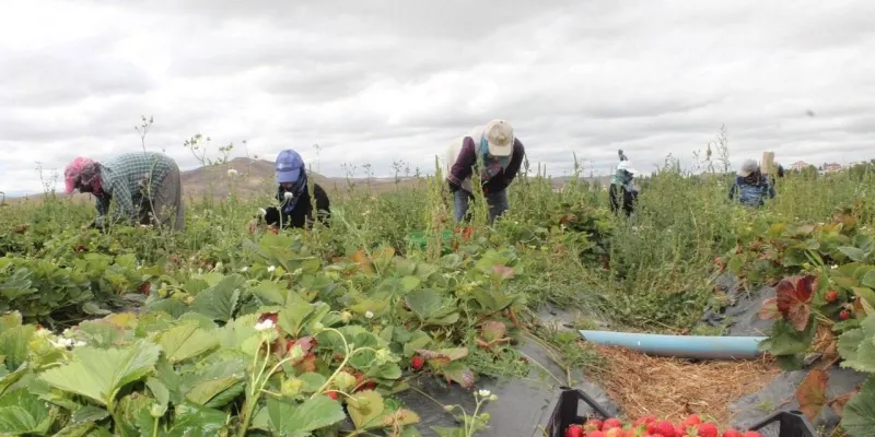 20 dönüm alanda işe başladı 15 kadına umut oldu