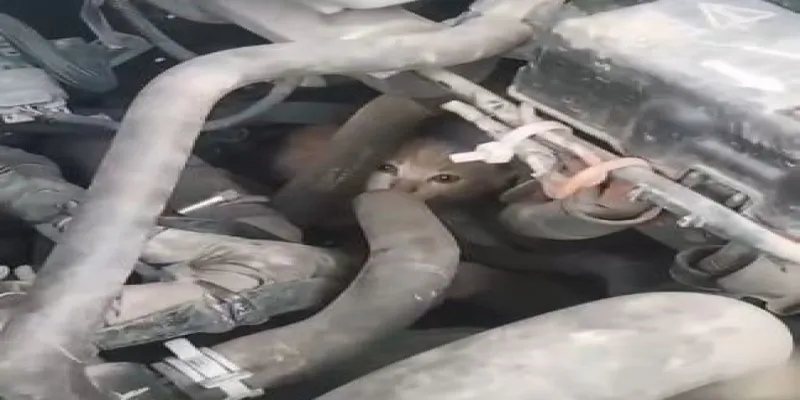 4 yavru kedinin dolmuş motorundaki yolculuğu Hopa'da son buldu