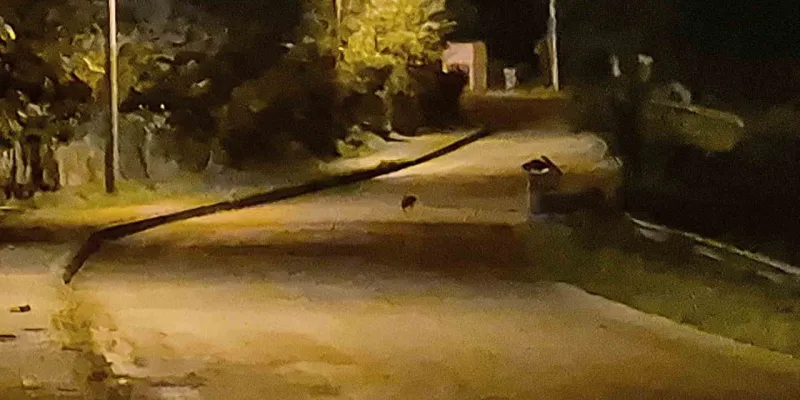 Aç kalan çakal yavruları Bartın şehir merkezinde görüntülendi