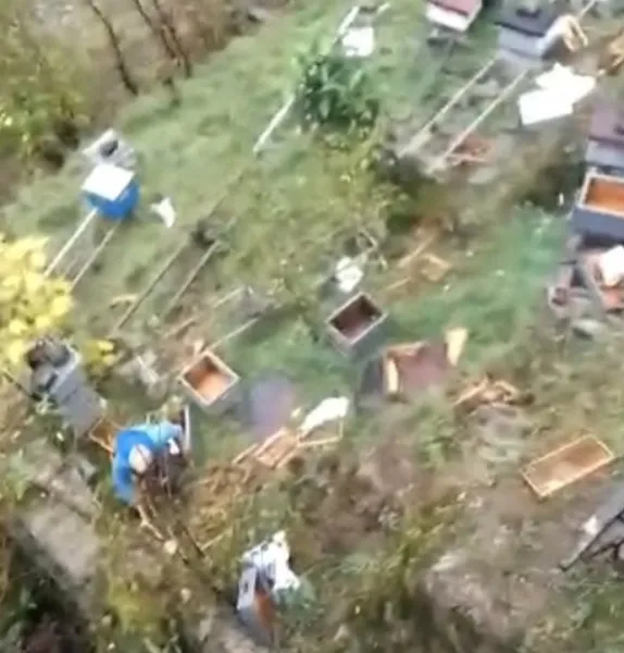 Araklı'da ayılar 50'den fazla kovanı telef etti