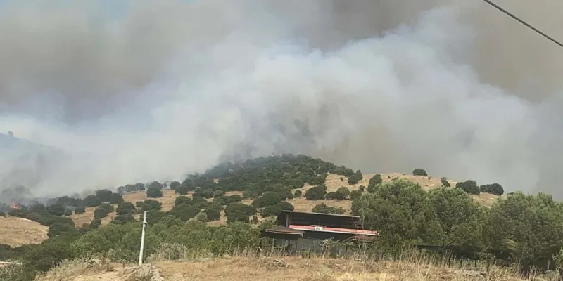 Aydın'da Korkutan Yangın! Orman Alevlere Teslim Mi Oldu?