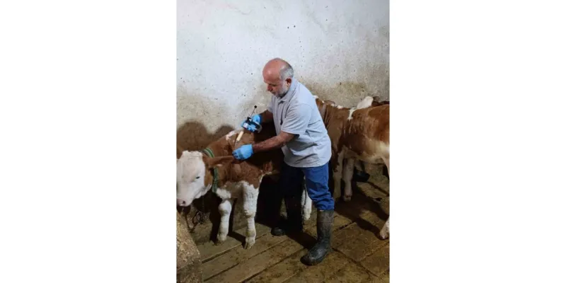 Bayburt'ta Şap Aşısı Seferberliği! Köylerde Aşılama Tamamlandı