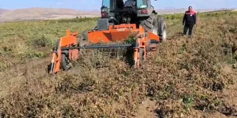 Bayburt Fasulyesi Rekoru! Üretim 3 Bin Dekara Ulaştı