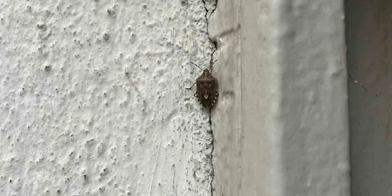 Bayburt'ta İstilacı Kokarca Böceği Alarmı! Şok Detaylar