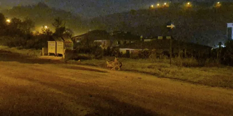 Çakallar Bartın şehir merkezini mesken tuttu