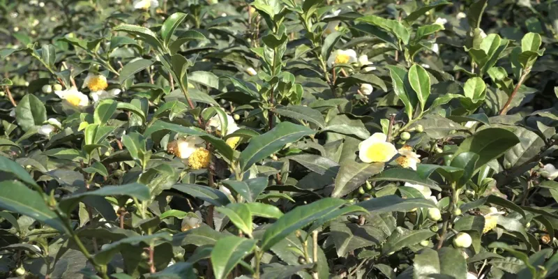 Çayın yeni ürünü ‘Çay çiçeği çayı' 6 bin TL'den satılıyor