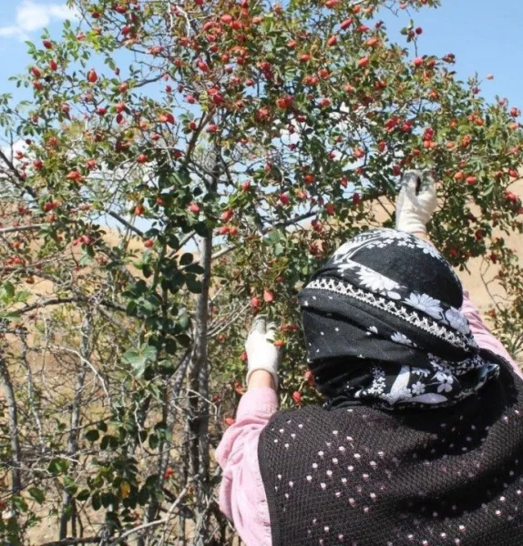 Kuşburnu Hasadı Başladı! Dağların Kırmızı Hazinesi Şifa Dağıtıyor