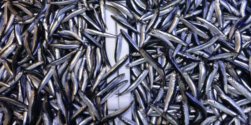 Denizdeki hamsi bolluğu ihracat rakamlarına yansımadı