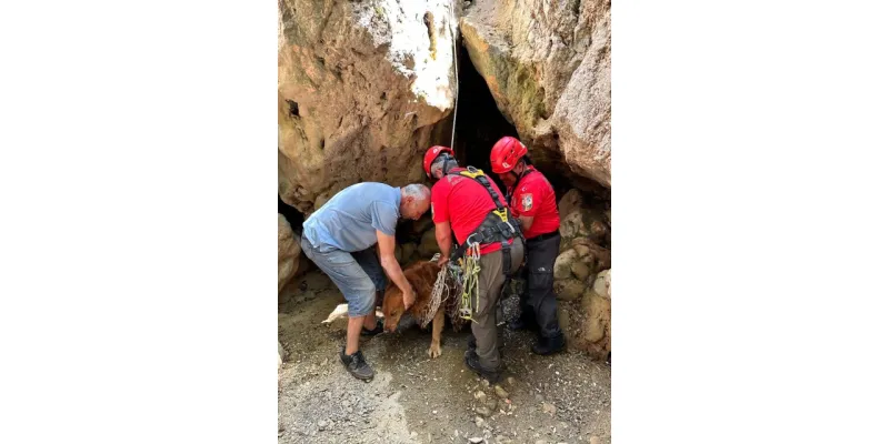 AKUT Fethiye'den Kahramanlık! Dereye Düşen Köpeği Kurtardılar
