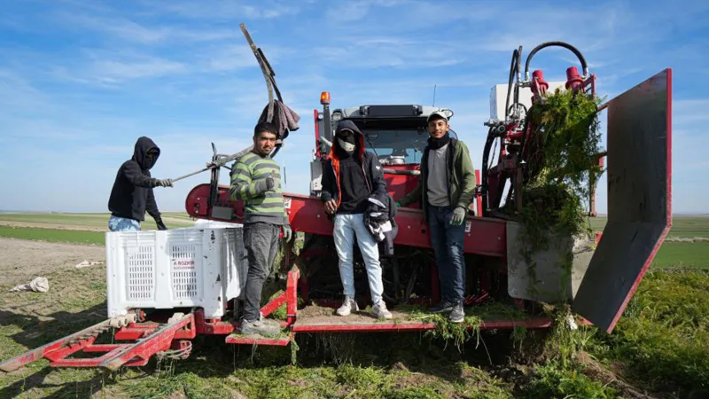 Dönüm başı 10 ton ürün! 12 ay boyunca üretim yapılıyor