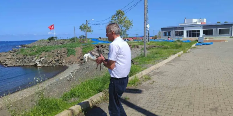Martıyı Ölümden Kurtardı! Giresun'da Kahramanlık Hikayesi