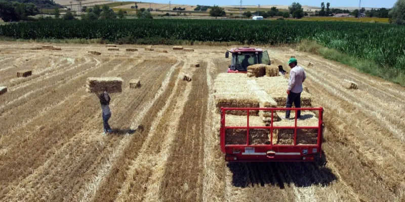 Edirne'de Balya Mesaisi: İşçiler Sıcakta Ter Döktü!