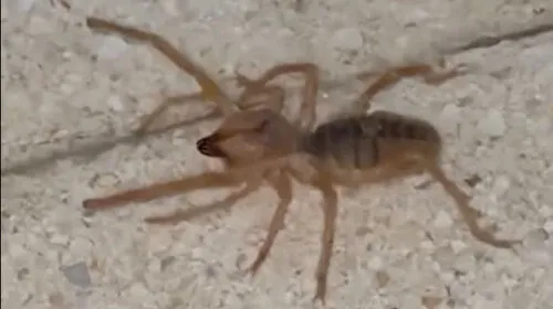 Elazığ'da Kabus Geri Döndü! Zehirli Sarıkız Örümceği Alarmı