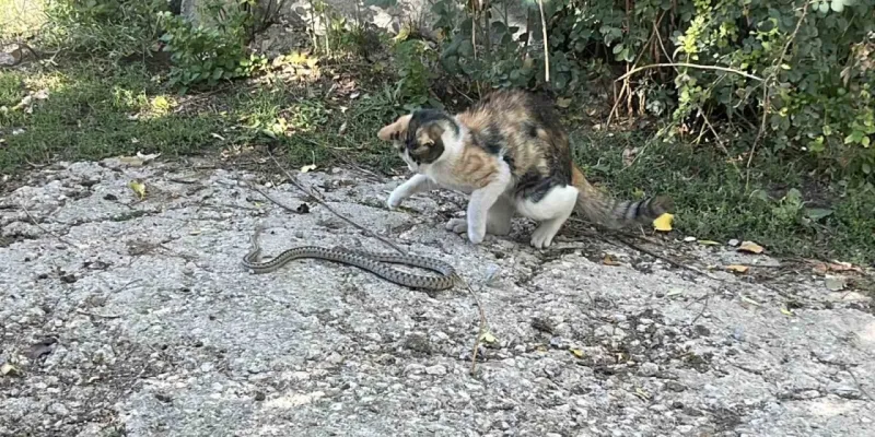Fare değil yılan avladı: Bayburt’ta kedi yılanı pati darbeleriyle öldürdü