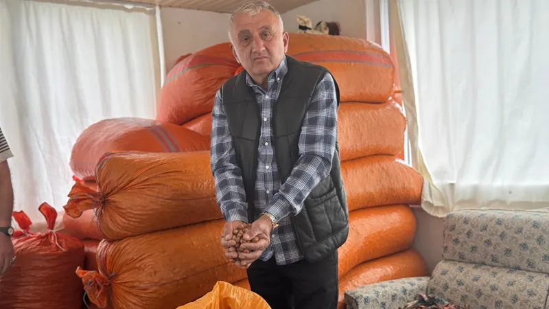 Fındık Fiyatları Uçacak Mı? Üretici Beklemede! İşte Detaylar
