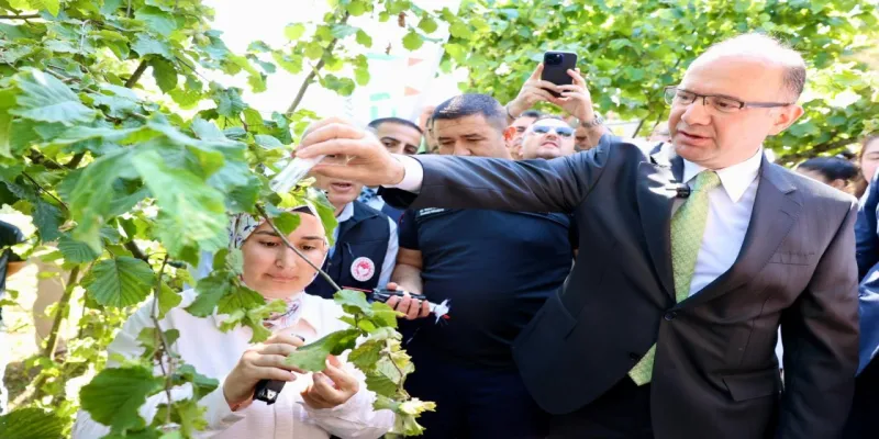 Samuray Arılar Giresun'u Kokarcalardan Kurtaracak! Şok Gelişme!