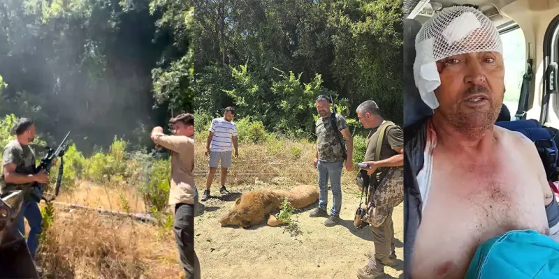 Aslan Kaçtı! Parktan Firar Eden Aslanı Vurdular! İşte Detaylar