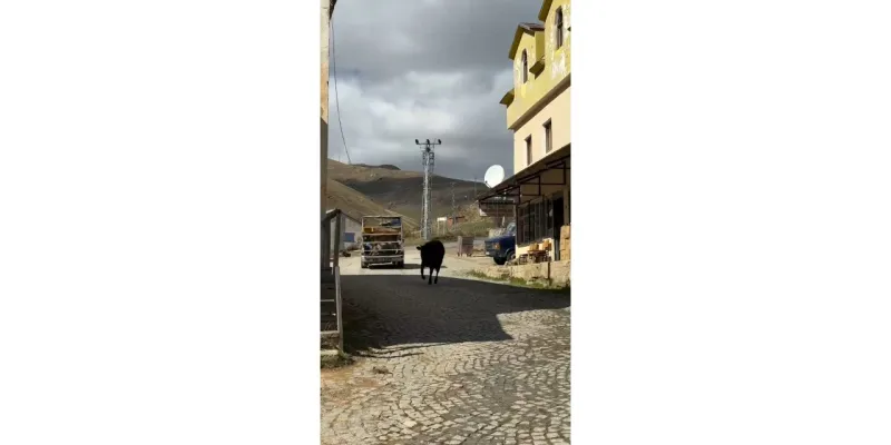 İneklerin Yayla Vedası: Sosyal Medyayı Gözyaşlarına Boğdu!