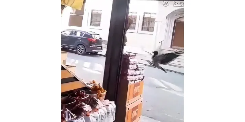 Karga Hırsızlığı Kamerada! Sultangazi'de Marketten Yumurta Çaldı