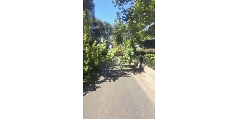 Üsküdar'da Korkunç Anlar! Ağaç Cip Üzerine Devrildi!
