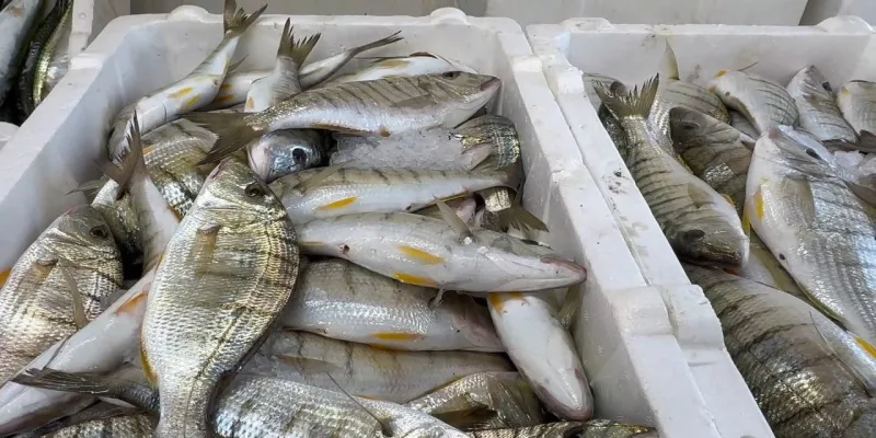 Karadeniz'de hamsi bereketi diğer balık türlerini de canlandırdı