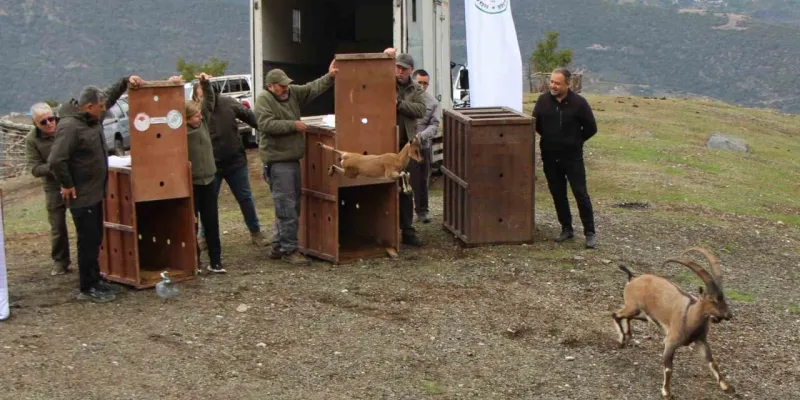 Mersin’de yakalanan 5 yaban keçisi Amasya’da doğaya salındı