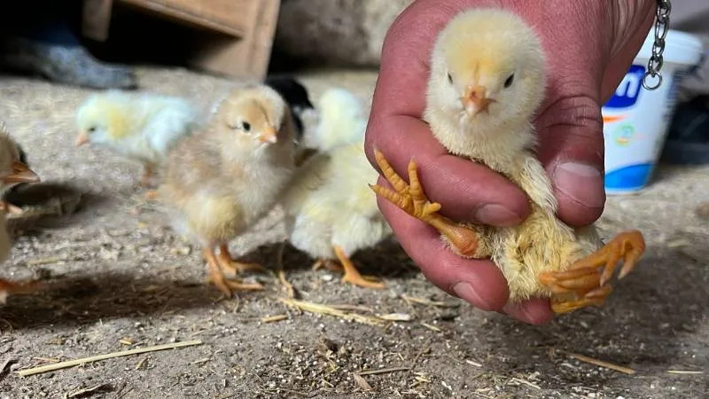 4 Ayaklı Civciv Şoku! Veteriner Hekimden Şaşırtan Açıklama