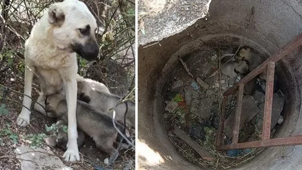 Anne Köpek Kahramanlığı! Yavruları İçin Dakikalarca Bekledi