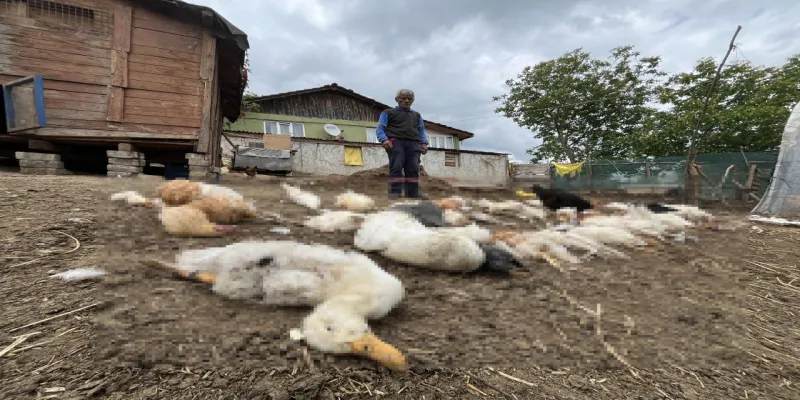 Kocaeli'nde Köpek Katliamı! 80 Kümes Hayvanı Telef Oldu!