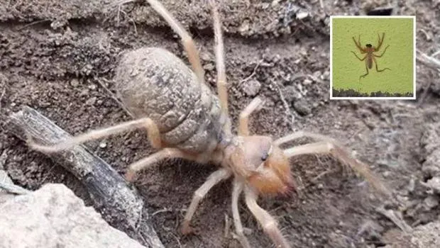 Ölüme yol açıyor! Zehirli sarı kız örümceği görüldü