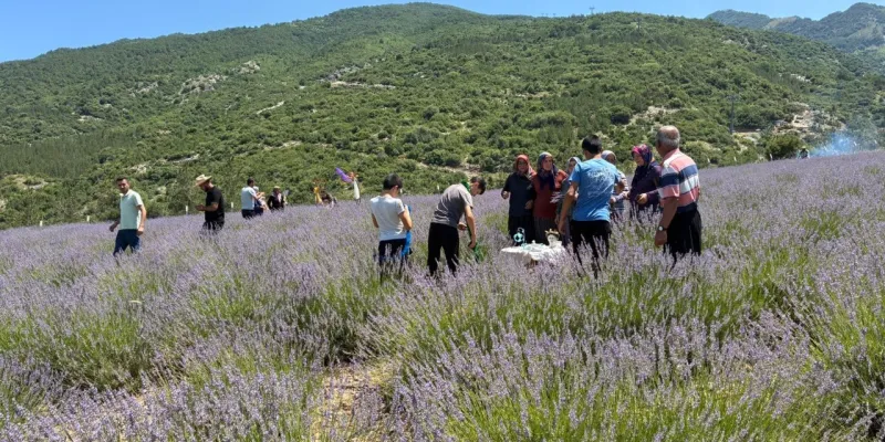 Osmaniye'de Lavanta Kokulu Cennet! Bahçe Ziyarete Açıldı