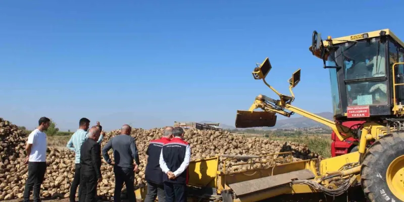 Tokat'ta Rekor Beklentisi! 450 Bin Ton Pancar Hasadı Mı?