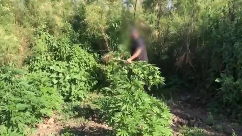 Piyasa değeri 100 milyon TL! Dicle Nehri kenarında ekilen kenevir imha edildi