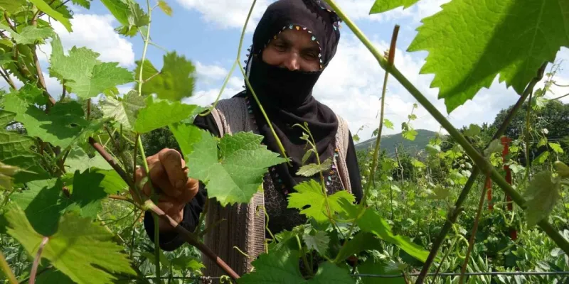 Don Vurdu! Meyvecilikte Devrim Zamanı mı? İşte Uzman Görüşü
