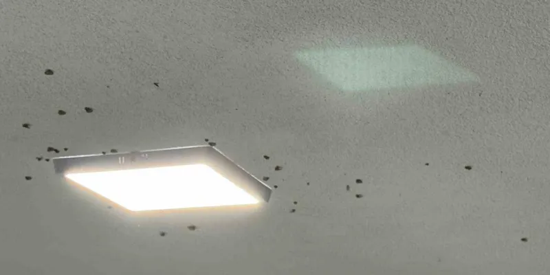 Rize’de bahçelerden sonra evlerde "vampir kelebek" istilası