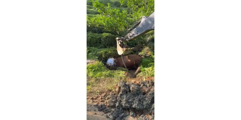 Rize’de Kaçan Boğa İş Makinesiyle Kurtarıldı; O Anlar Kamerada