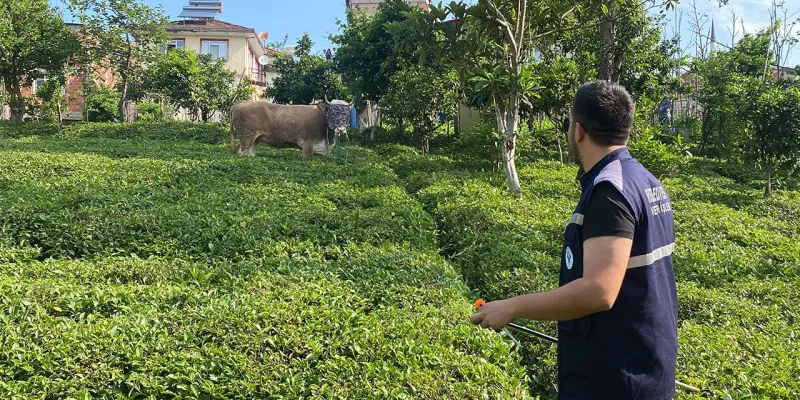 Rize’de kaçan kurbanlık boğa sahiplerine zor anlar yaşattı