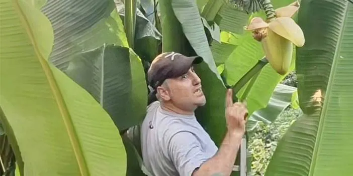 Rize'de Muz Yetiştiriciliği: Sultan Yılmaz’ın Azmi Meyve Verdi