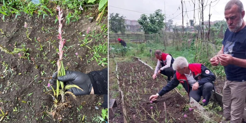 Rize’de Salep Yumru Hasadı Gerçekleştirildi