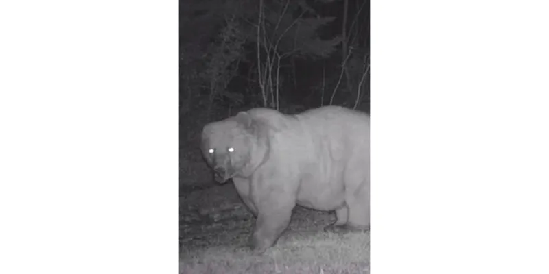 Sağ Kulağı Olmayan Bozayı Fotokapanda