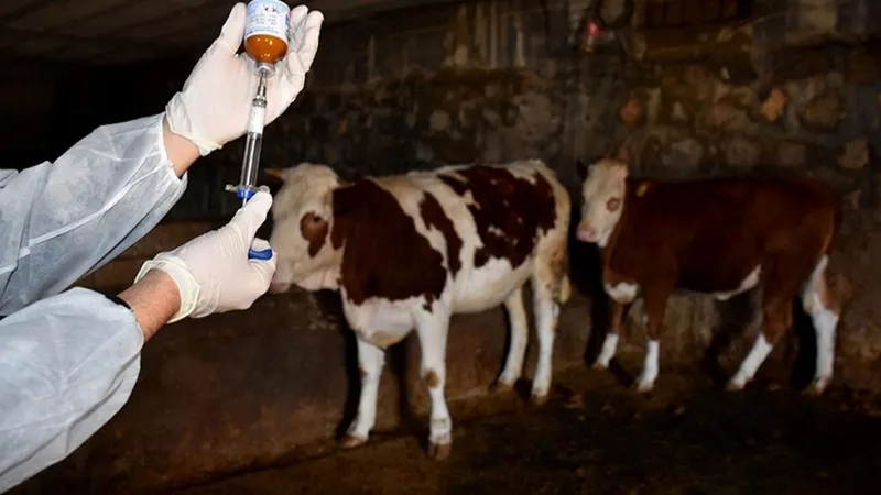 Şap hastalığının görüldüğü Hakkari'de kurban kesimi olacak mı?