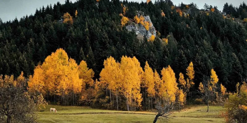 Şavşat'ta Sonbahar: Kartpostallık Manzaralar Büyülüyor!