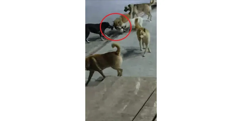 Sokak Köpeklerinin Saldırdığı Kedi Öldü