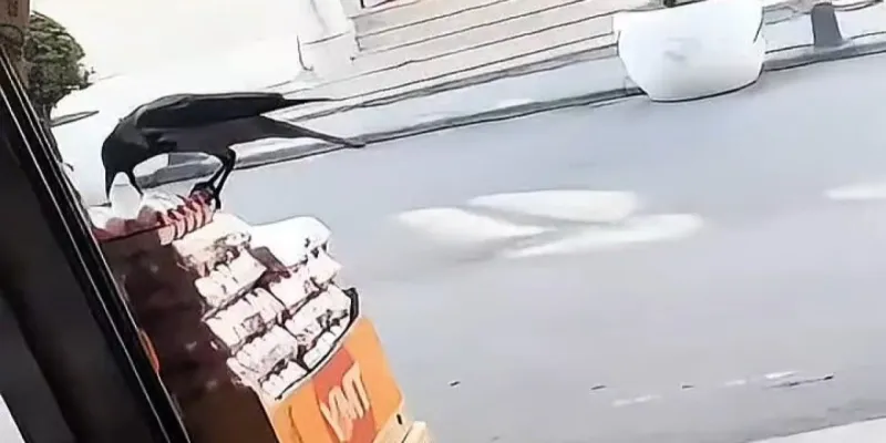 Sultangazi'de karganın marketten yumurta aldığı anlar kamerada