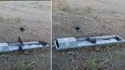 Suluklar yaban hayatına can oldu