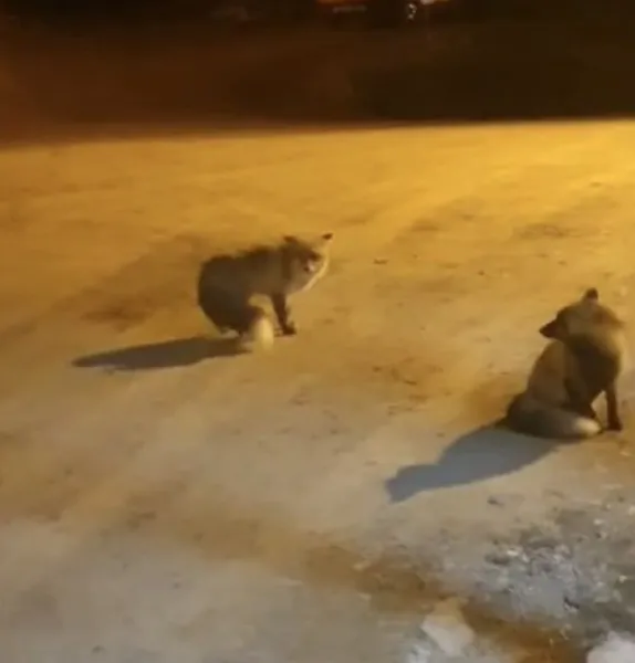 Trabzon'da Yürek Isıtan Dostluk! Tilkileri Bırakamıyor