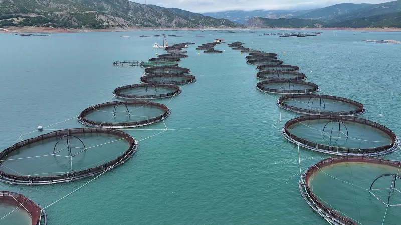 Tokat'tan 29 ülkeye balık ihraç edildi!