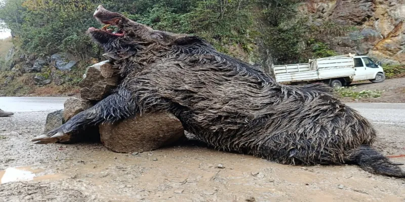 Trabzon'da sürek avında 300 kg'lık domuz fişeklerin hedefi oldu