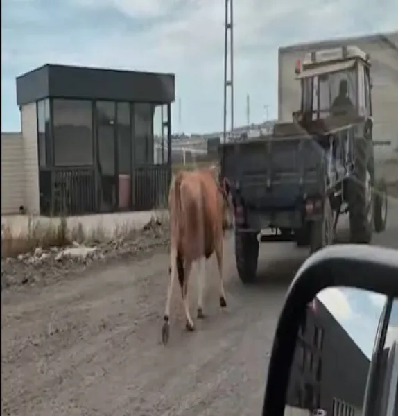 Samsun'da İşkence! Traktöre Bağlanan İneğe Şok Eden Zulüm