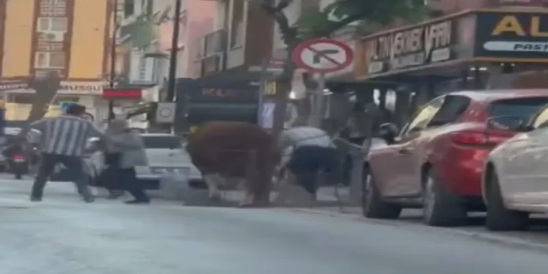 Ümraniye'de kurbanlık boğa pazardan kaçtı; bir başka boğa ise otoyolda kamyonetten düştü